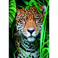 Clementoni Puzzle High Quality Collection Jaguar in the Jungle with Poster 500-pieces