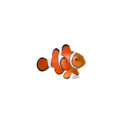 Mojo Animal Clown Fish
