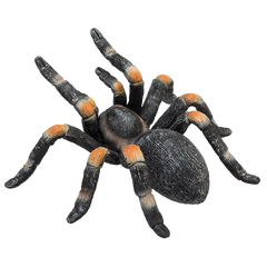 Mojo Animal Red Kneed Tarantula