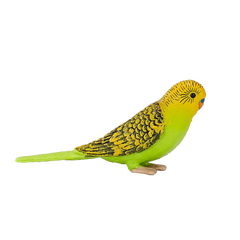 Mojo Animal Budgerigar Green