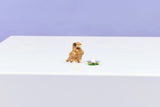 Lego Creator Cute Hamster With A Flower