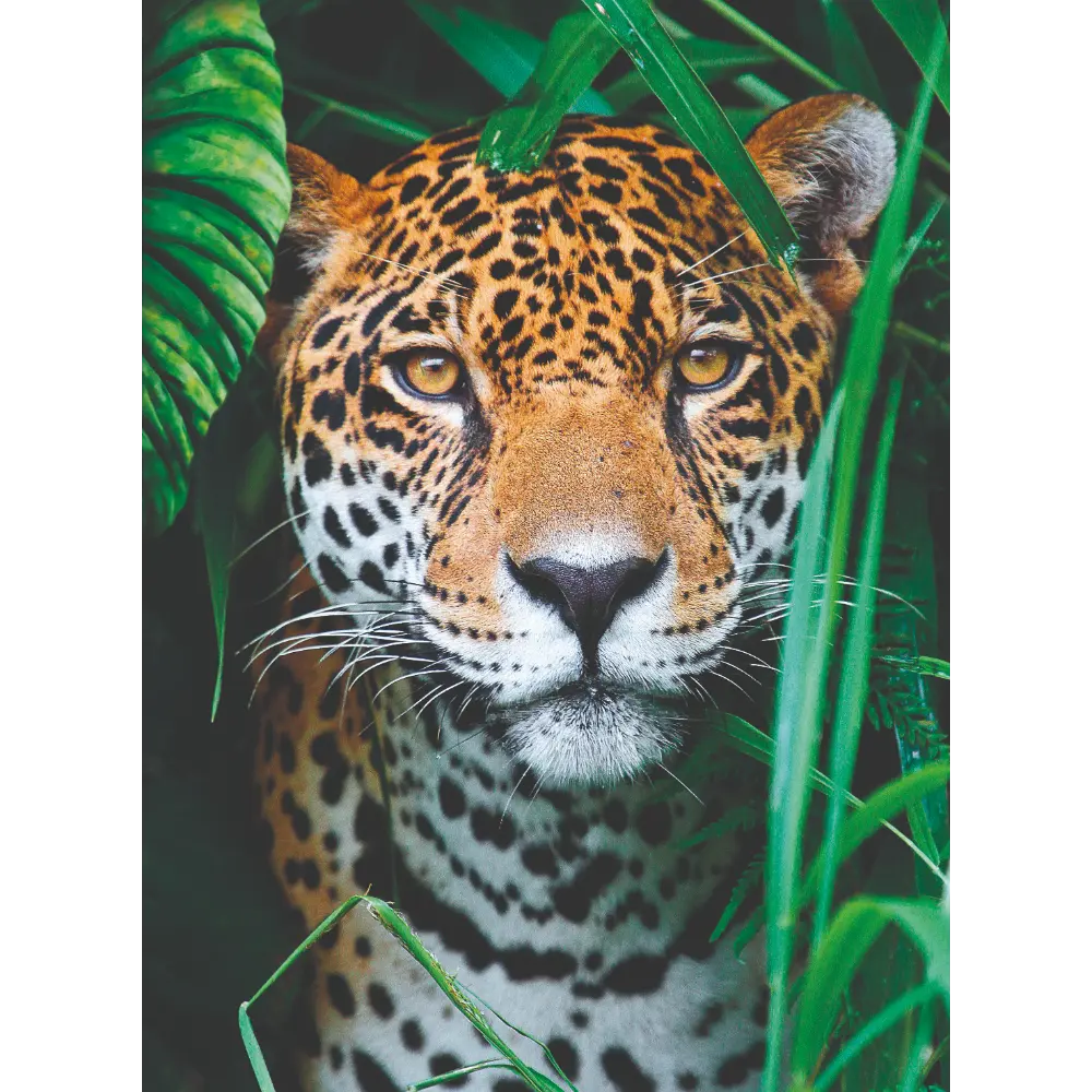 Clementoni Puzzle HQC Jaguar in the Jungle 500pcs