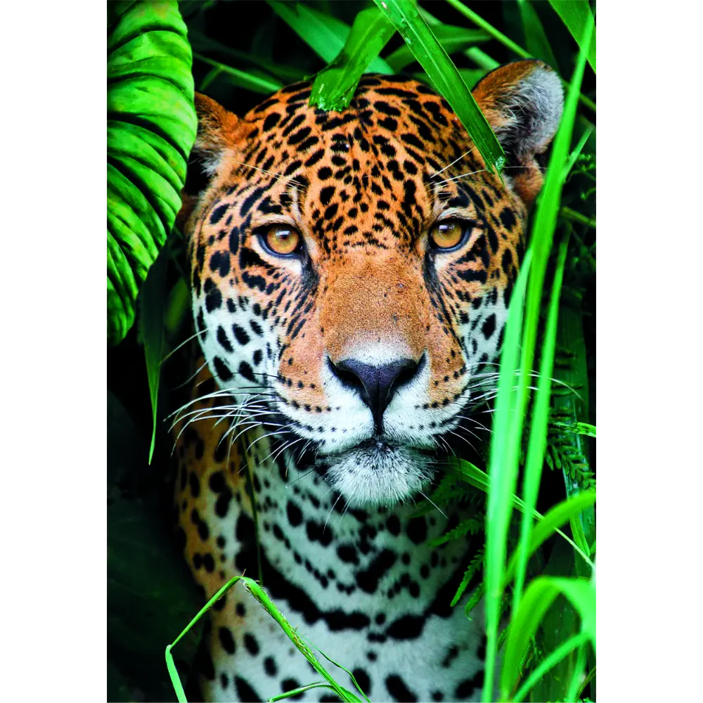 Clementoni Puzzle High Quality Collection Jaguar in the Jungle with Poster 500-pcs