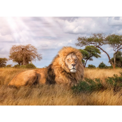 Clementoni Puzzle HQC The king 1000-Piece