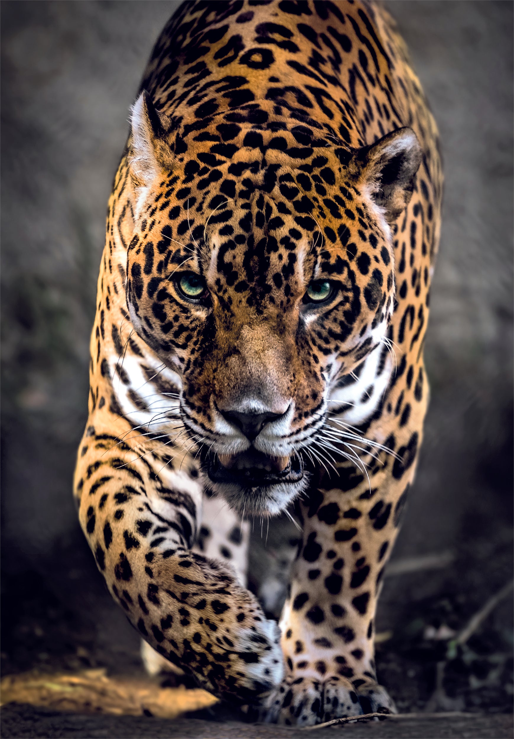 Clementoni 1000Pcs Puzzle Jaguar + Poster